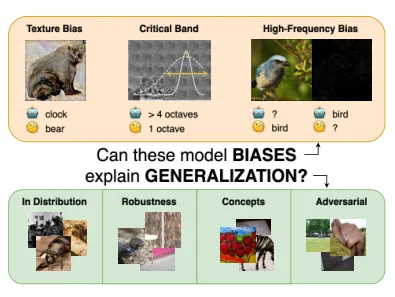 Visual biases compared against different measures of generalization.